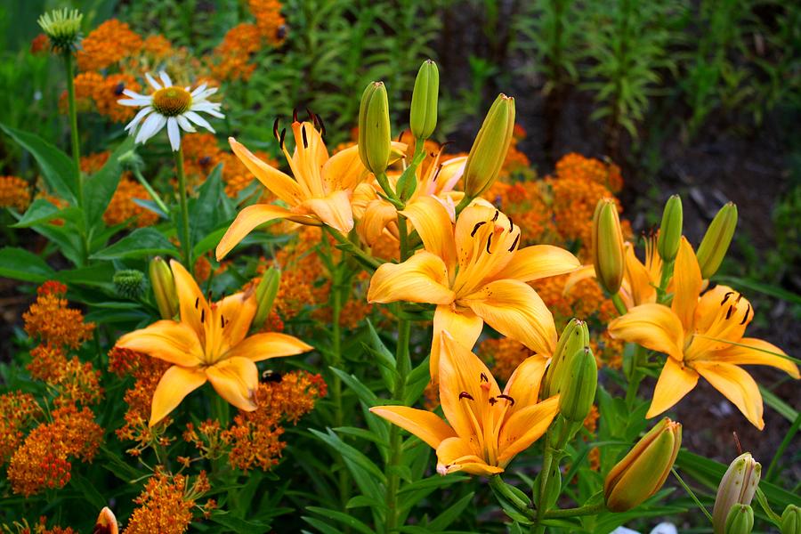 Garden Photograph - Orange Asiatic Lilies and Butterfly Weed by Kathryn Meyer