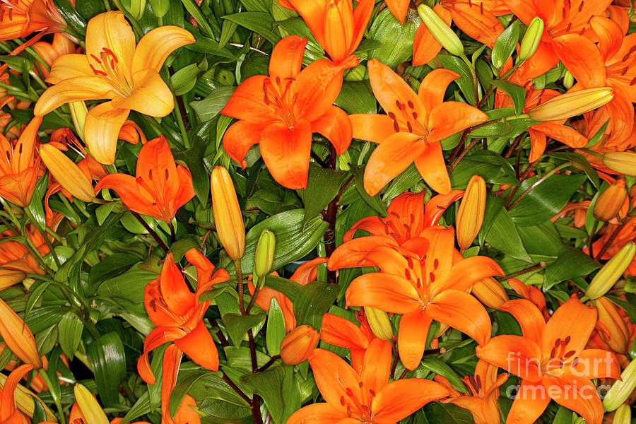 Orange Asiatic Lilies Photograph by Anthony Totah