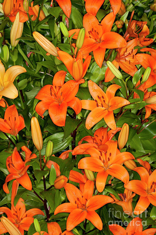 Orange Asiatic Lilies flower  Photograph by Anthony Totah