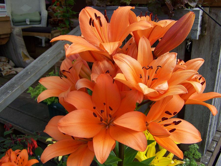 Orange Asiatic Lilly Photograph by Laurie Kidd