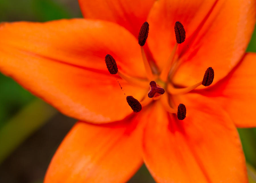 Orange Asiatic Lily 1 Photograph by Edward Myers