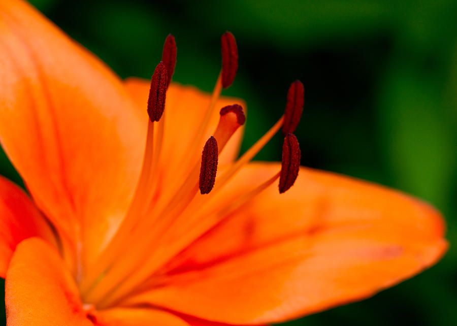 Orange Asiatic Lily 4 Photograph by Edward Myers