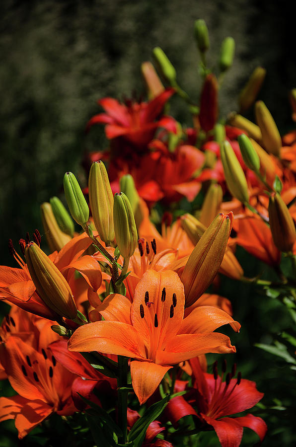 Orange Asiatic Lily Photograph by Susan McMenamin