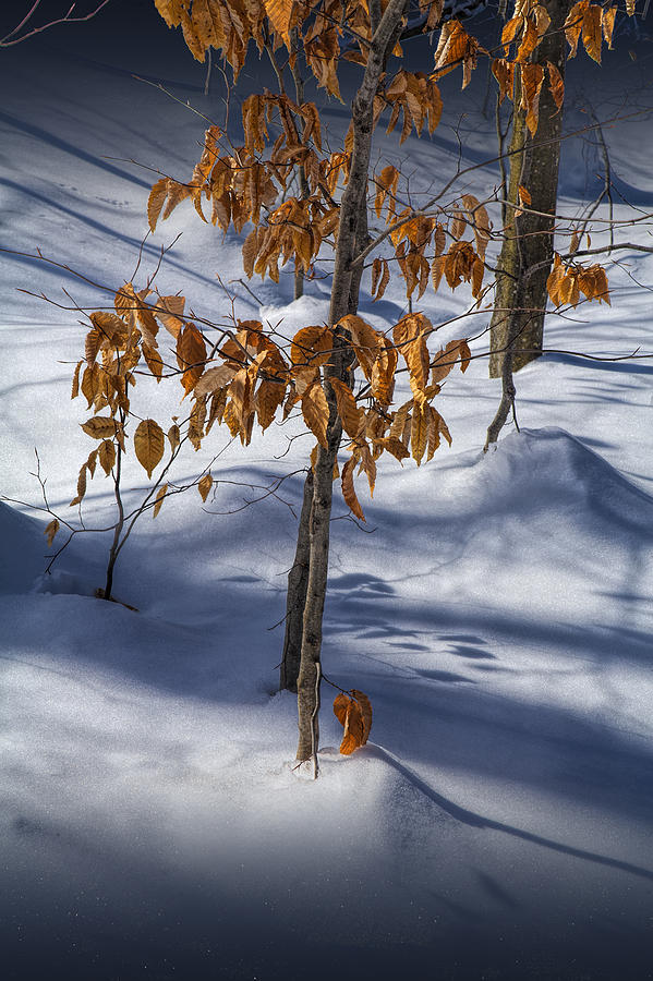 Nature Photograph - Orange Autumn Leaves still on the branch in the Winter Snow by Randall Nyhof