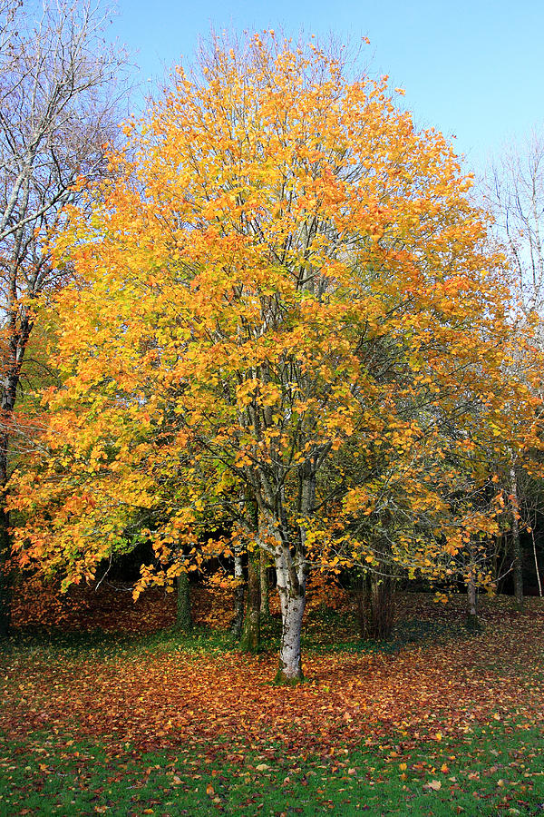 Orange Autumn Tree Photograph by Pierre Leclerc Photography