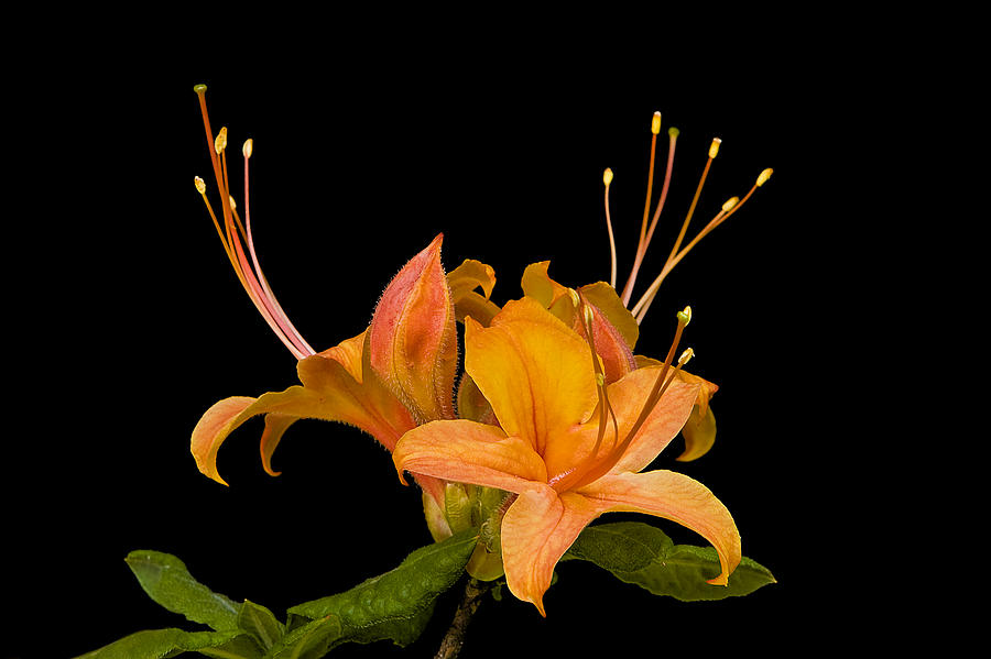 Orange Azalea Rhododendron Photograph by Ken Barrett