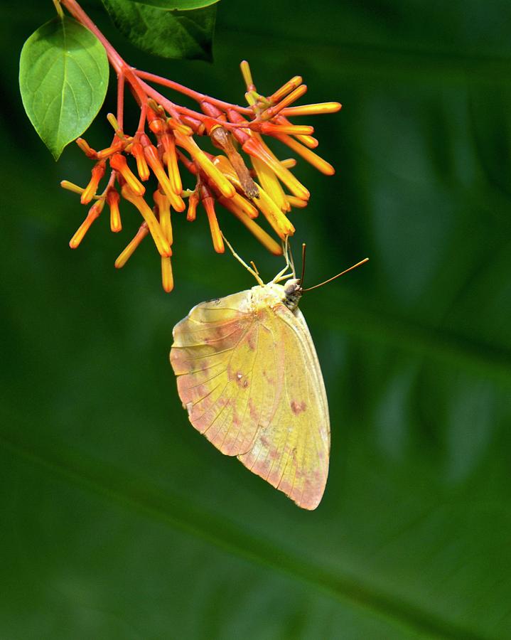 Orange-barred Sulphur Photograph by Carol Bradley