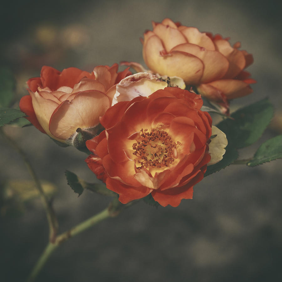 Orange Beautiful Rose Photograph