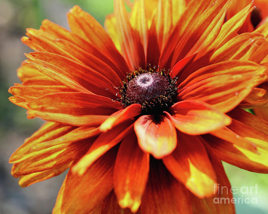 Orange Beauty In Sunlight Photograph by Smilin Eyes Treasures