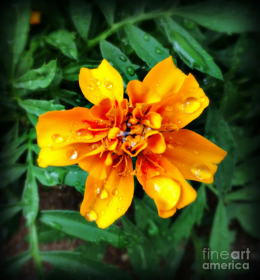 Orange Beauty in the Rain - Flower Photography Photograph by Miriam Danar