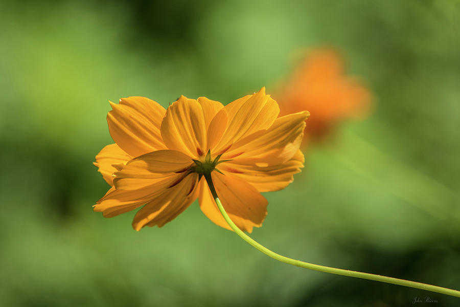 Orange Beauty Photograph by John Rivera