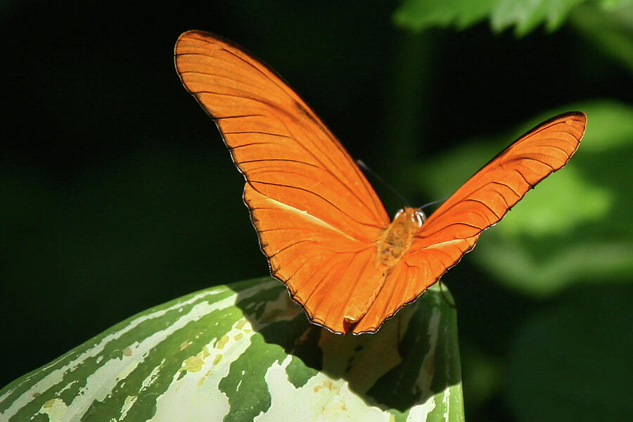Orange Beauty - Photograph by Julie Weber