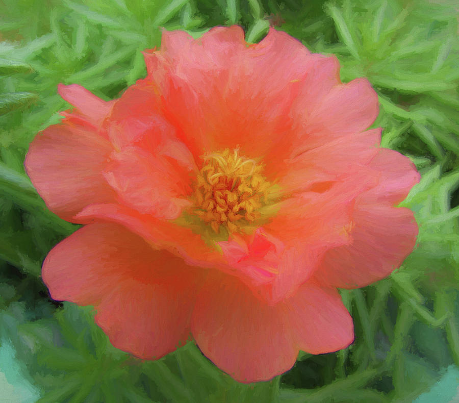 Orange Beauty Moss Rose Photograph by Kathy Clark