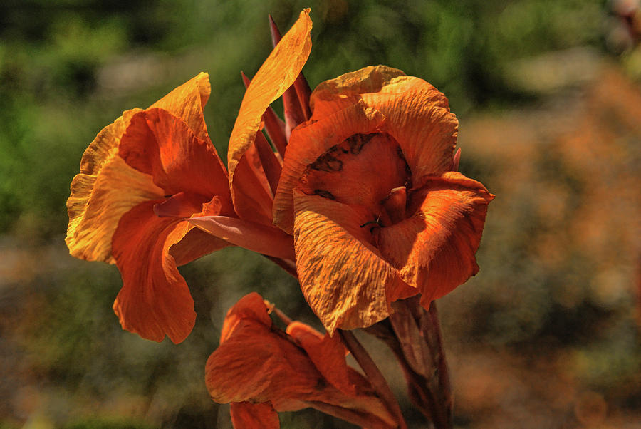Flowers Still Life Photograph - Orange Beauty by Rick Friedle