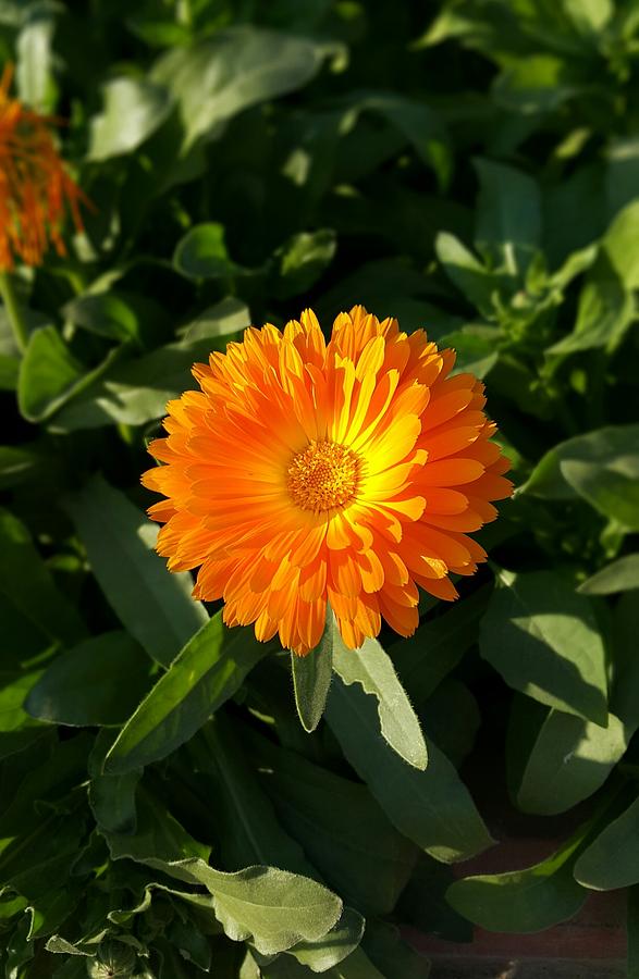 Flower Photograph - Orange Beauty by Yazid Ismail