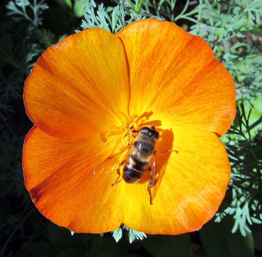 Orange bees Photograph by Vesna Martinjak