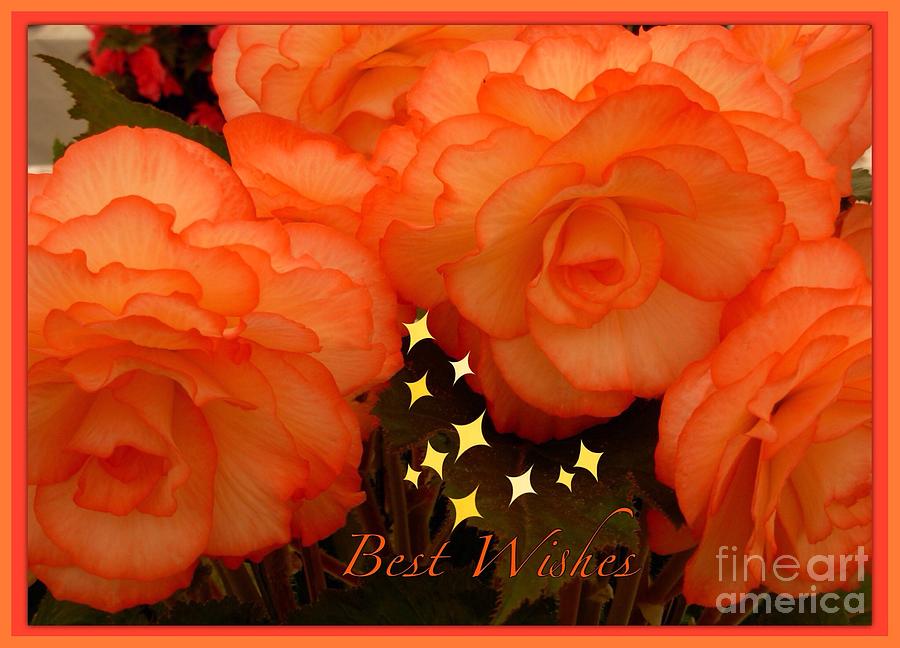 Orange Begonia Greetings Photograph by Joan-Violet Stretch