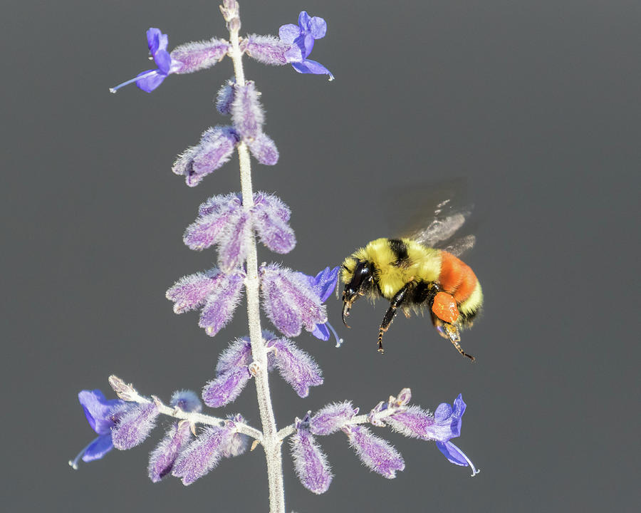 Insects Photograph - Orange-belted Bumblebee in flight by Lois Lake