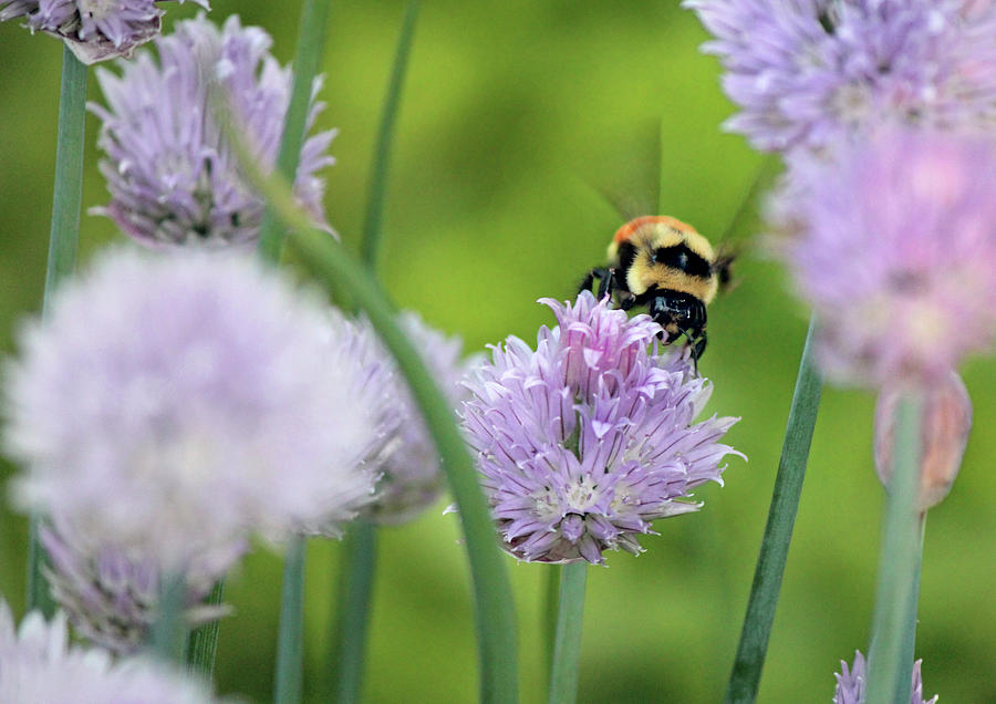 Orange-belted Bumblebee On Chive Blossoms Photograph