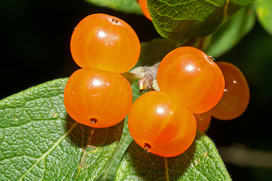 Orange berries Photograph by David Freuthal