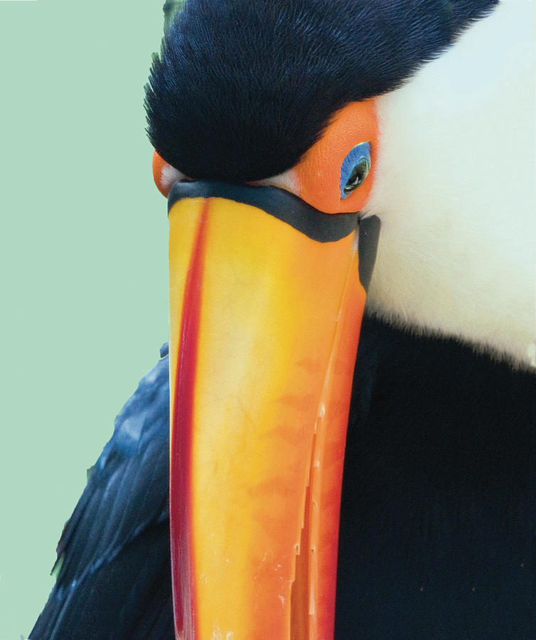 Orange Billed Toucan Photograph by William Bitman