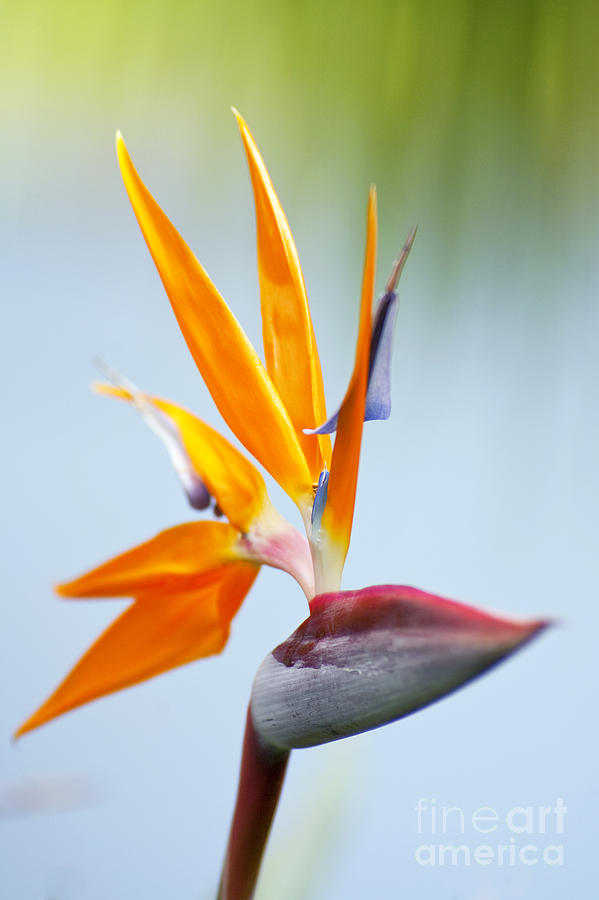 Orange Bird of Paradise Photograph by Ron Dahlquist - Printscapes
