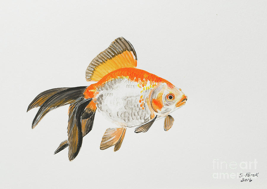Orange black and white goldfish Painting by Stefanie Forck