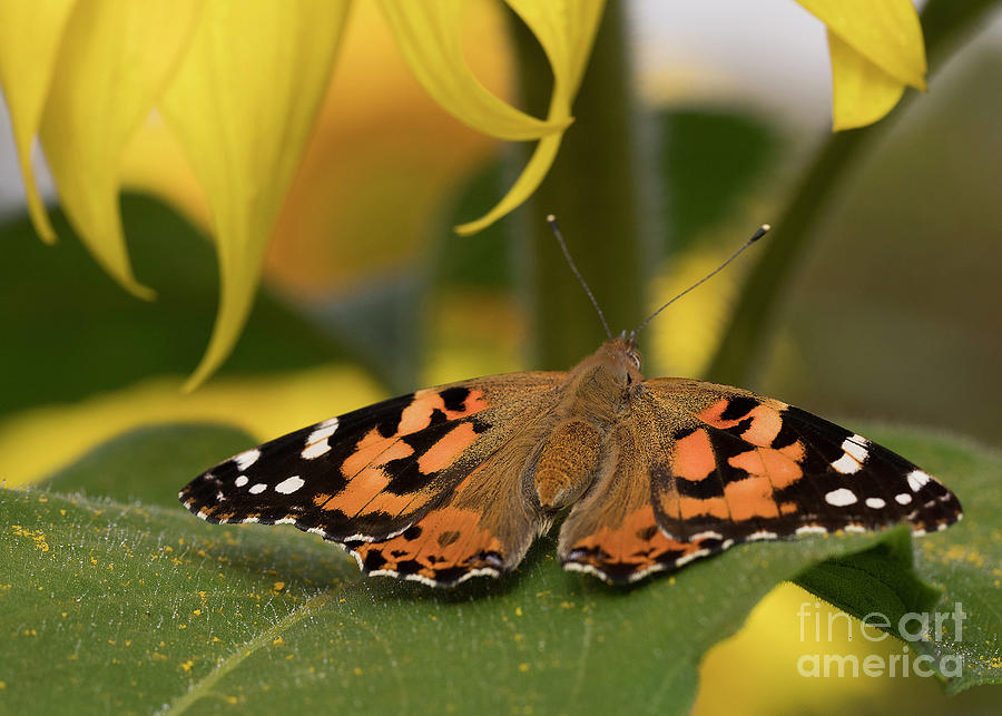 Painted Lady Butterfly Photograph by Linda D Lester