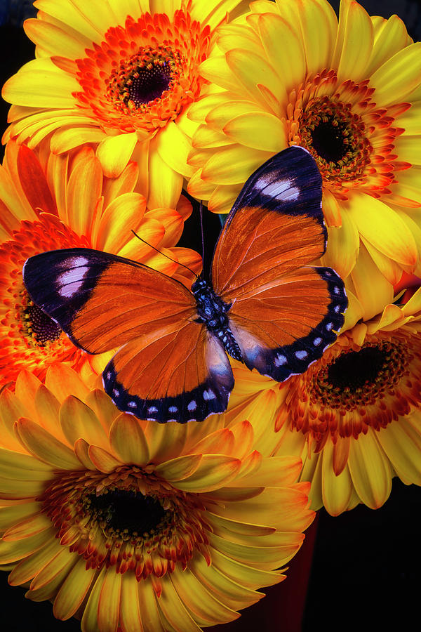 Orange Black Butterfly Among Gerberas Photograph by Garry Gay