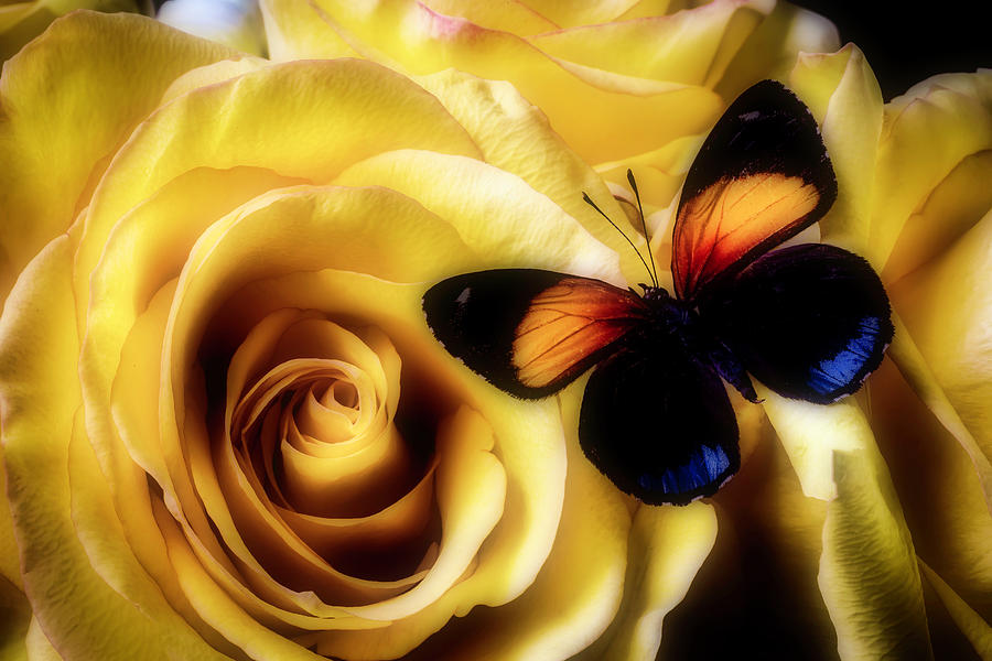Orange Black Butterfly And Roses Photograph by Garry Gay
