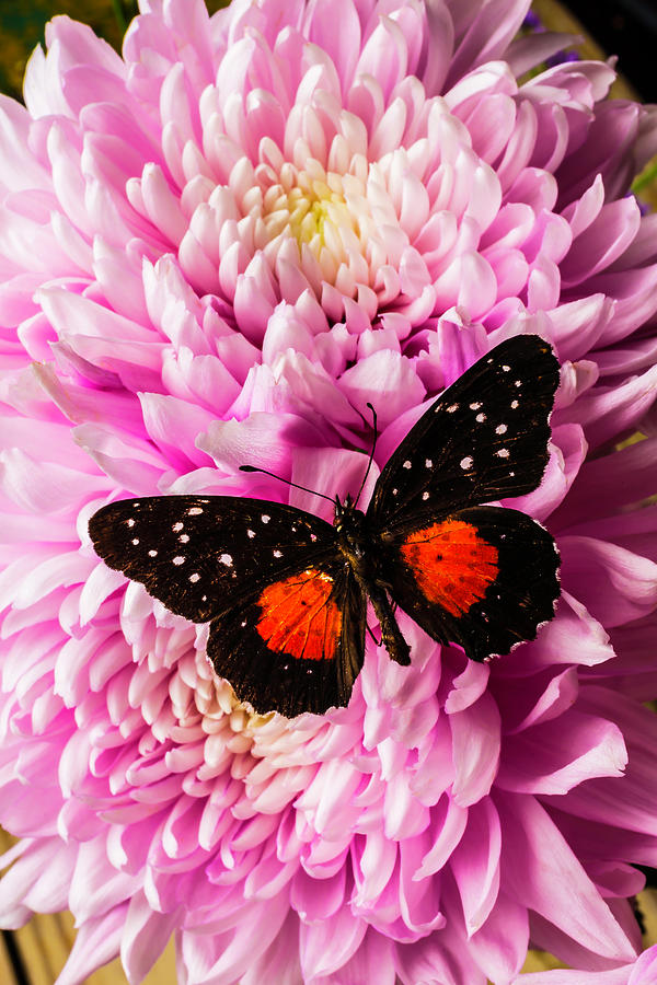 Orange Black Butterfly On Pink Mum Photograph by Garry Gay