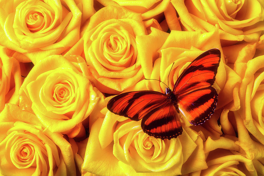 Orange Black Butterfly On Yellow Roses Photograph by Garry Gay