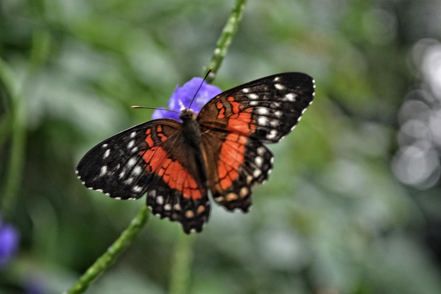 Orange Black Butterfly Photograph by FineArtRoyal Joshua Mimbs