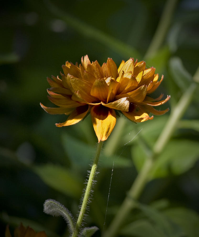 Orange Blanket Flower Photograph by Teresa Mucha