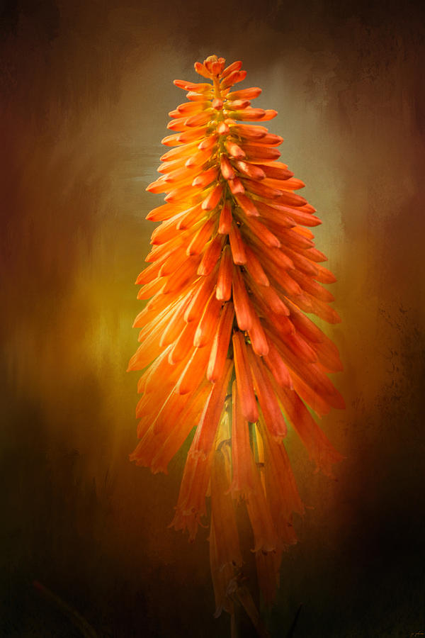Flower Photograph - Orange Blast In The Garden by Jai Johnson