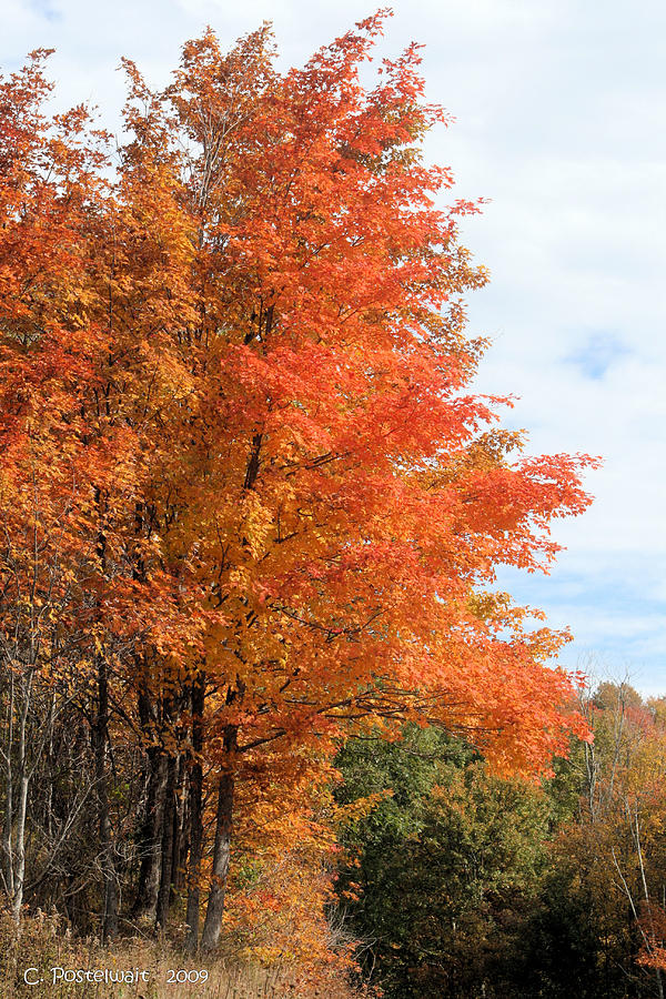 Orange Blazes Photograph by Carolyn Postelwait - Fine Art America