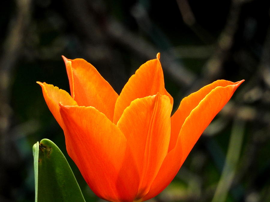 Orange Bloom Photograph by Betty-Anne McDonald