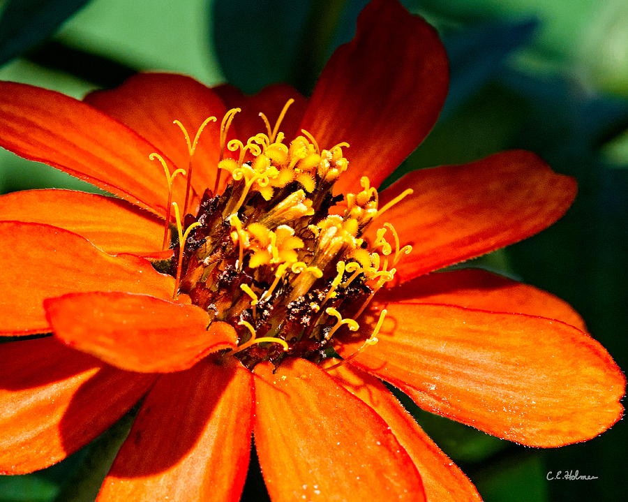 Orange Bloom Photograph by Christopher Holmes