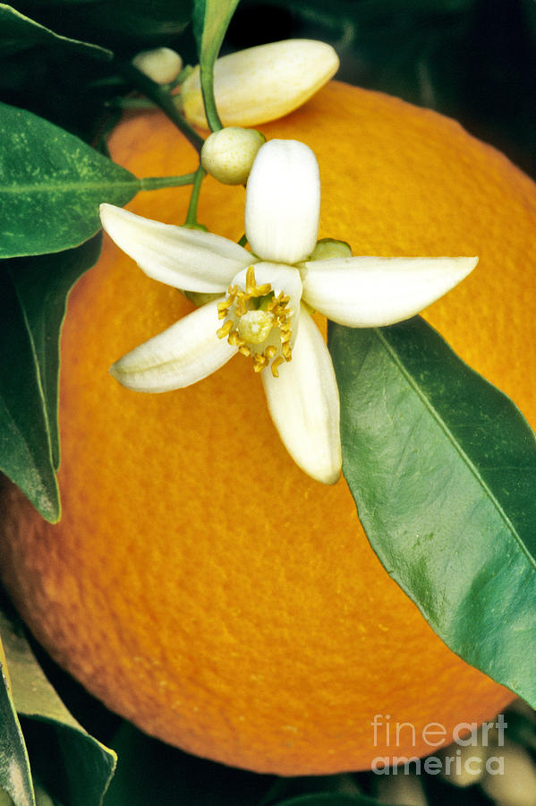 Orange Blossom And Fruit Photograph by Inga Spence