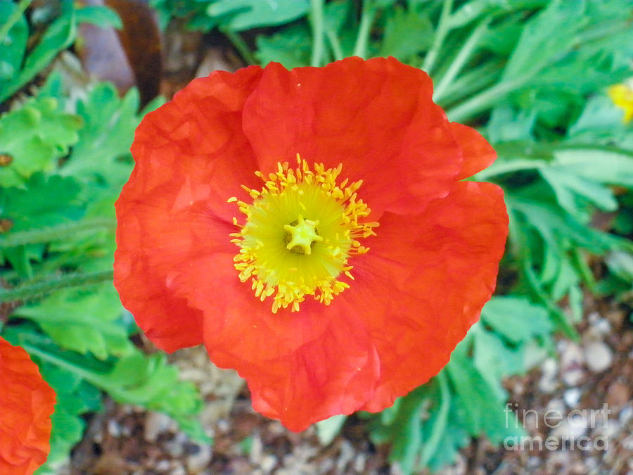 Spring Photograph - Orange Blossom by Julia Rigler
