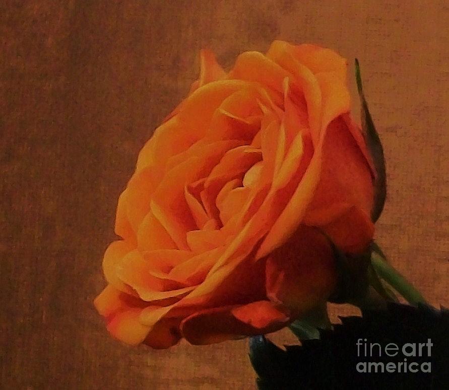 Orange Blossom Photograph by Marsha Heiken