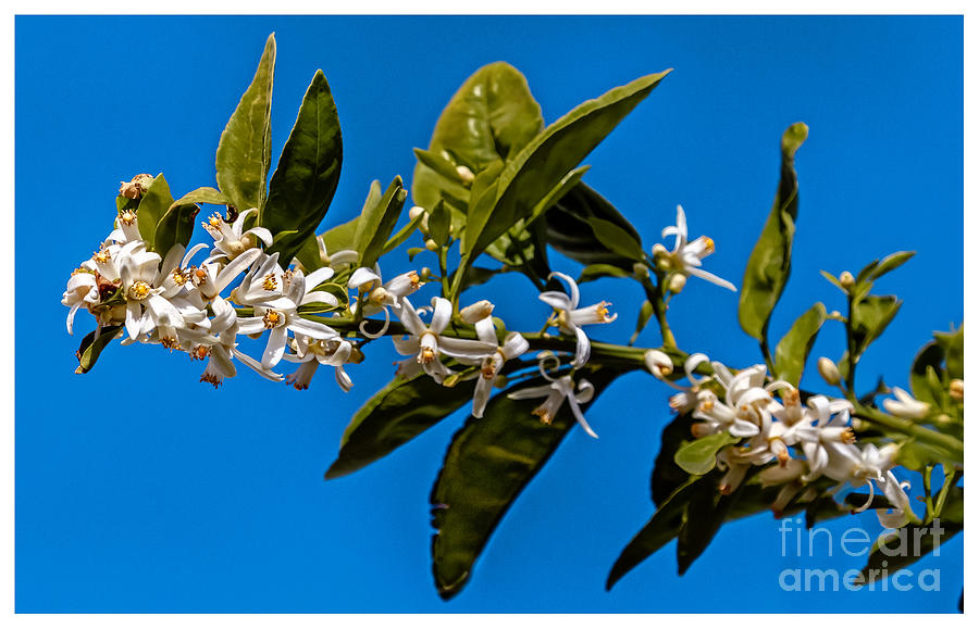 Orange  Blossoms Photograph by Robert Bales