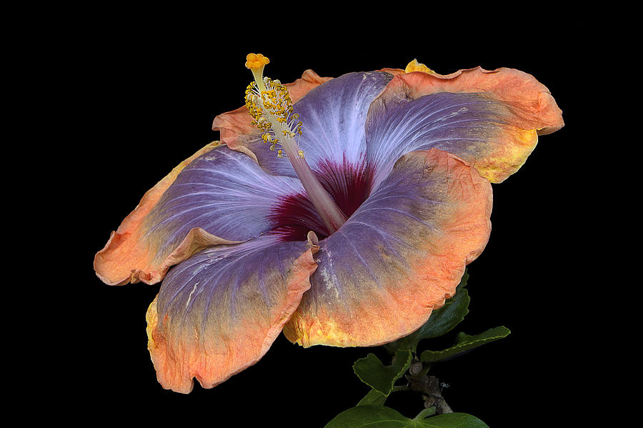 Flowers Still Life Photograph - Orange-Blue Hibiscus by Ken Barrett