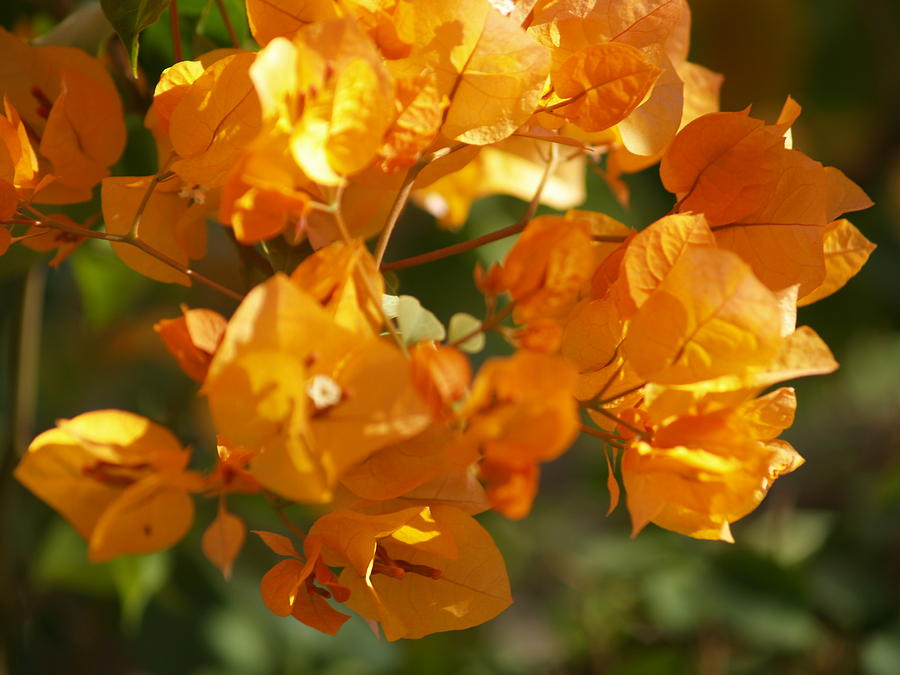 Orange Bougainvillea Photograph by Tracy Skinner