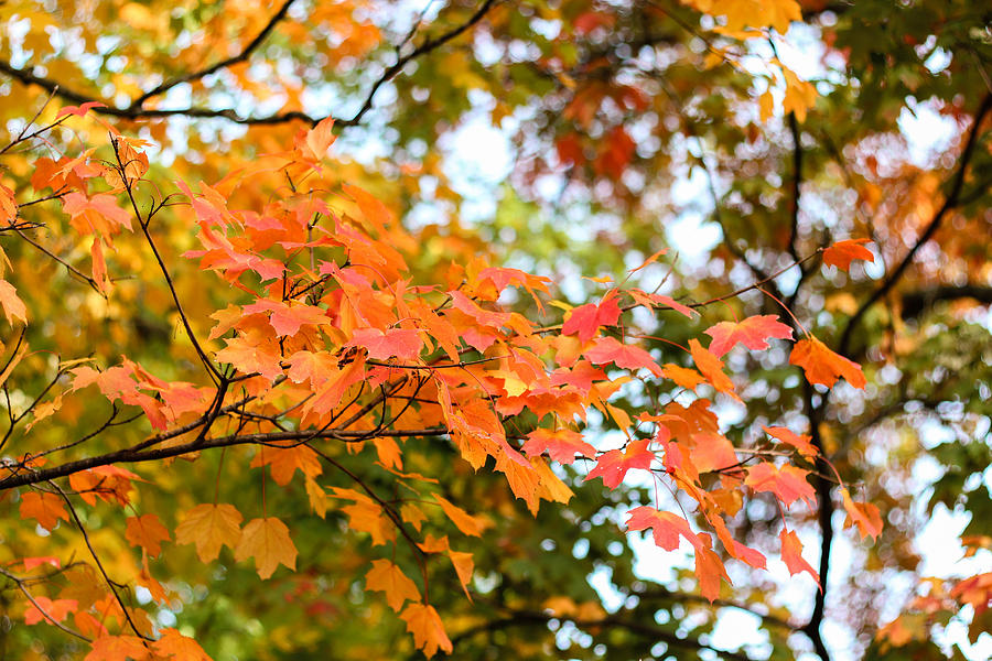 Orange Branch Of Leaves Photograph By Lisa Lemmons-powers - Fine Art 