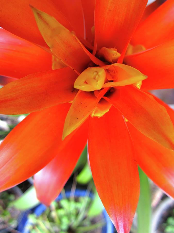 Orange Bromeliad Photograph by Lehua Pekelo-Stearns