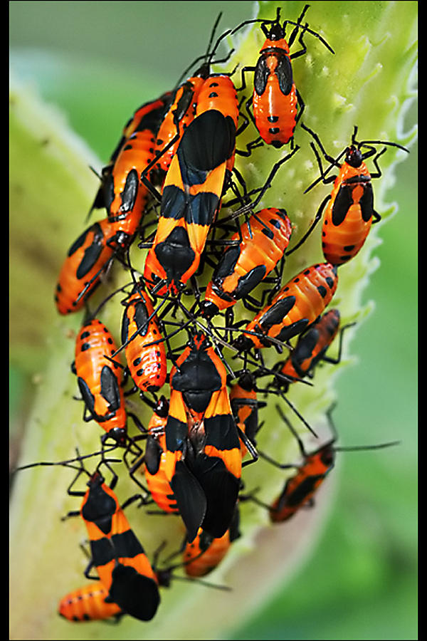 Orange Bugs Photograph by Gene Tatroe