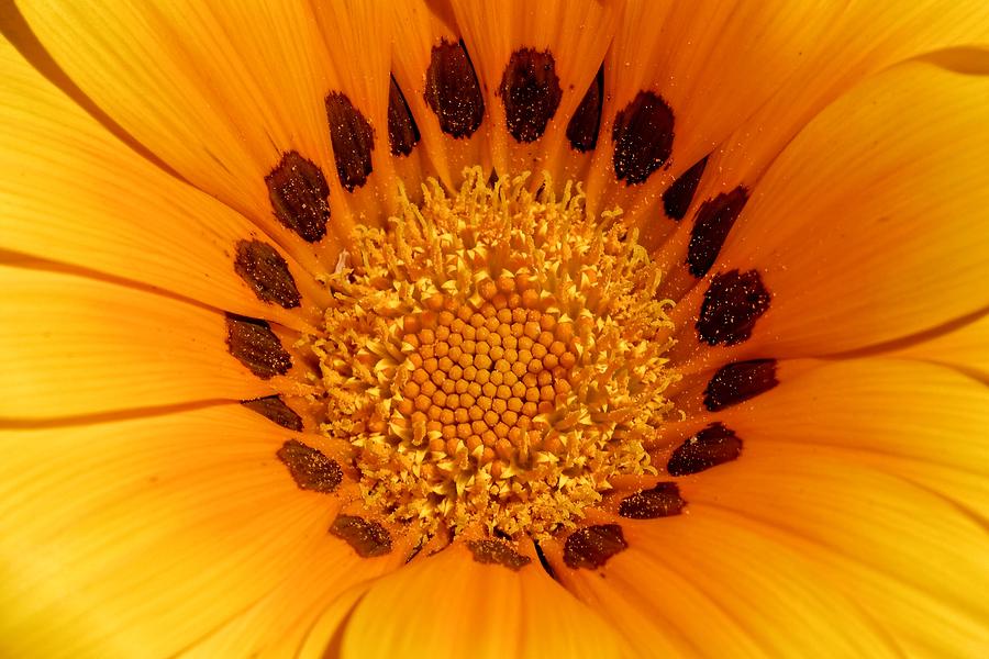 Orange Burst - Daisy Photograph by KJ Swan