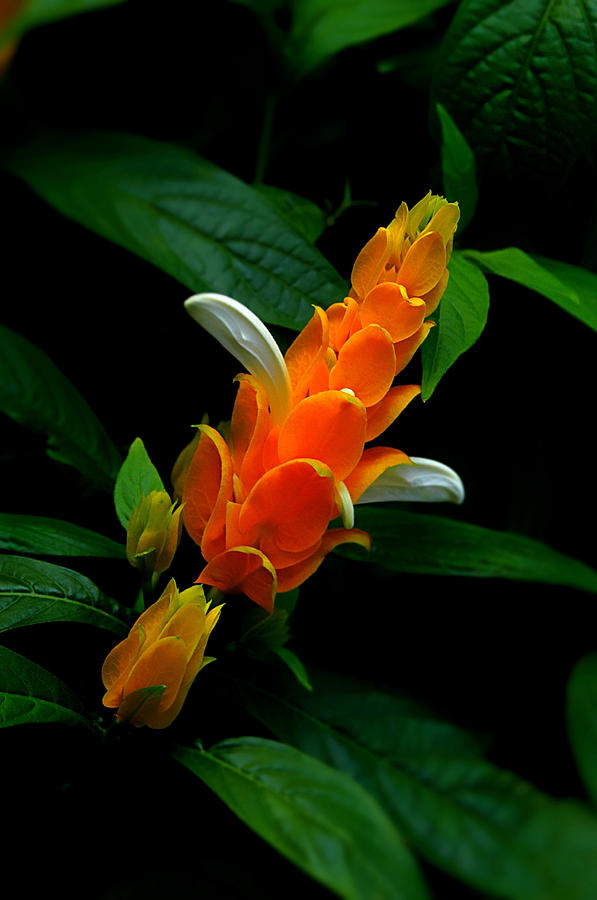 Flowers Still Life Photograph - Orange Burst by Lyle  Huisken