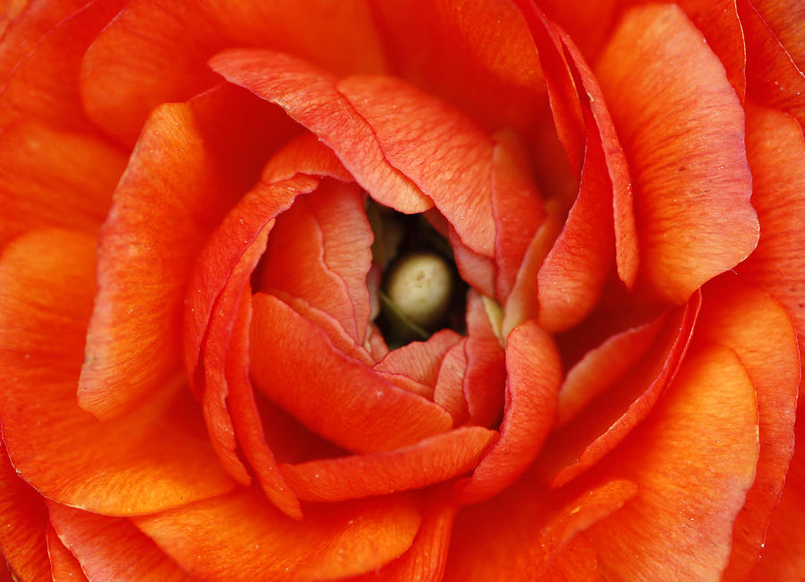 Orange Buttercup Abstract Photograph by Darren Fisher
